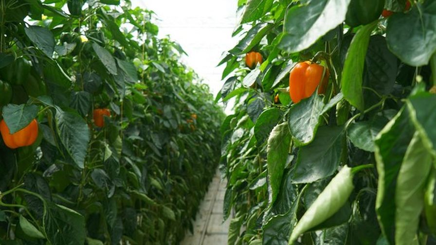 ecoation Pepper Yield Forecasting