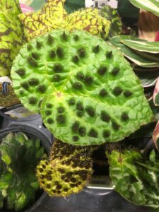 Begonia ferox at Little Prince of Oregon Nursery