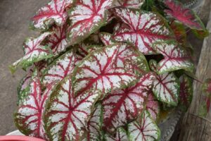 Caladium 'Fast Flash' growing in full sun