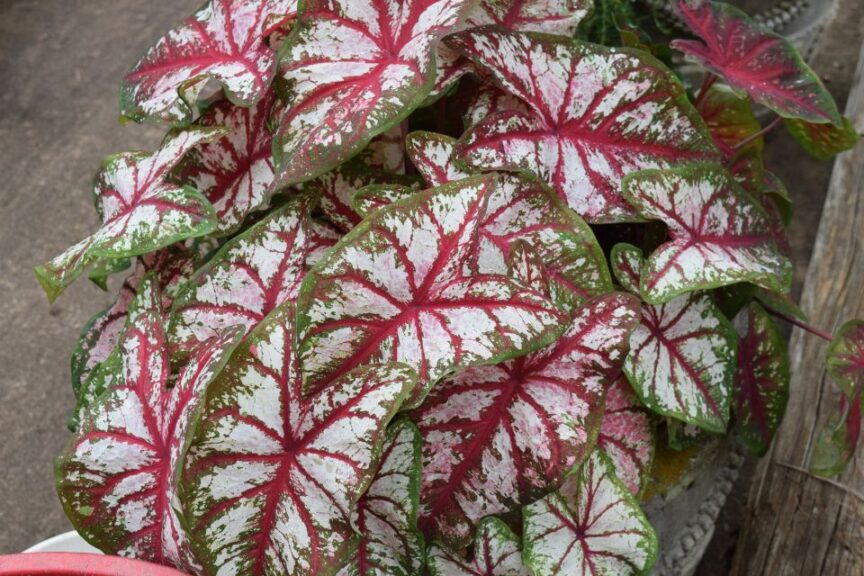 Caladium 'Fast Flash' growing in full sun