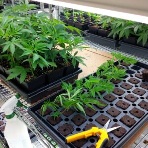 Cannabis Cuttings