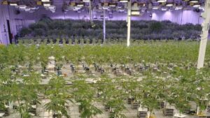 The Pros and Cons of Implementing a Cannabis ERP System