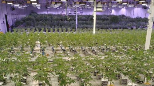 The Pros and Cons of Implementing a Cannabis ERP System