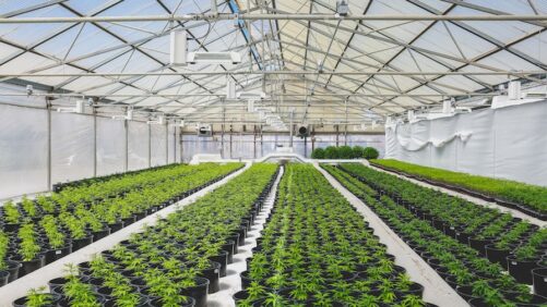 Van de Wetering Greenhouses Granted Cannabis Cultivator License