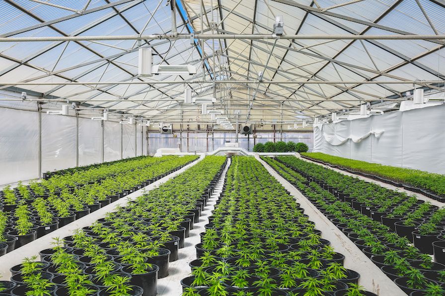 Cannabis greenhouse Adobe Stock microeconomics