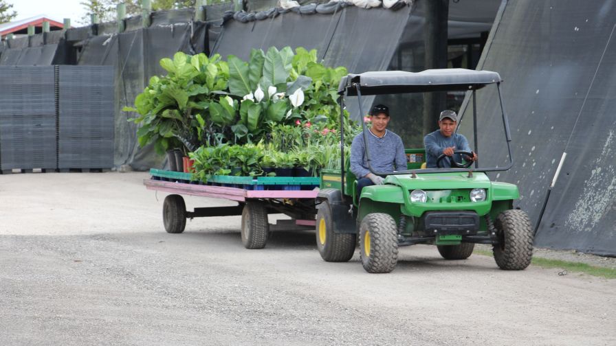 Costa E-Commerce Groovy Plants Ranch