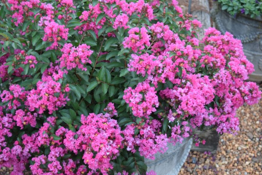 Crepe Myrtle 'Cherry Delight'