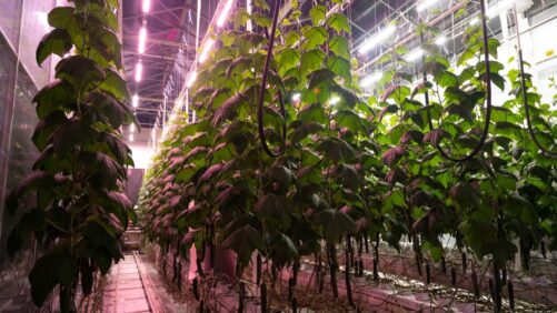 A Cost-Effective Way to Make the Switch to LEDs in the Greenhouse