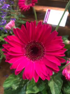 Garvinea 'Sweet Sparkle' (HilverdaFlorist)