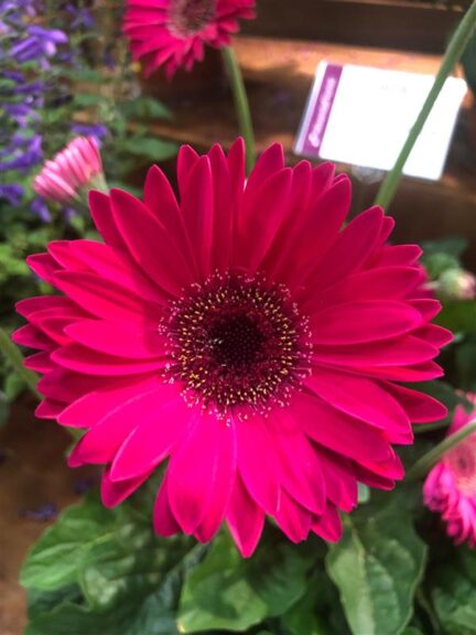 Garvinea 'Sweet Sparkle' (HilverdaFlorist)