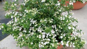 Production Advice on Five New Plants