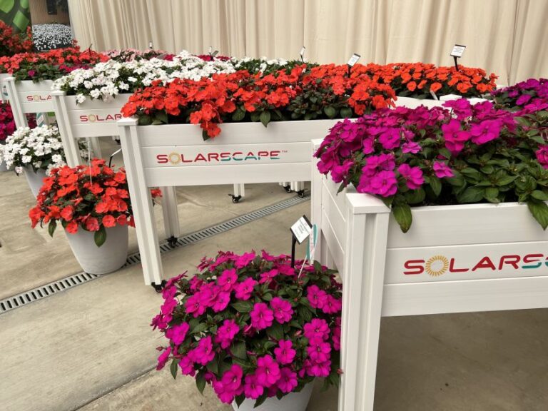 2022 Industry’s Choice Award Winner: Impatiens Solarscape Series, PanAmerican Seed