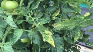 Watch for Leaf Mold in Greenhouse Tomato Production