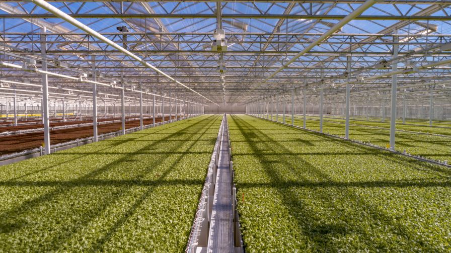 Little Leaf Farms The Rise Fund