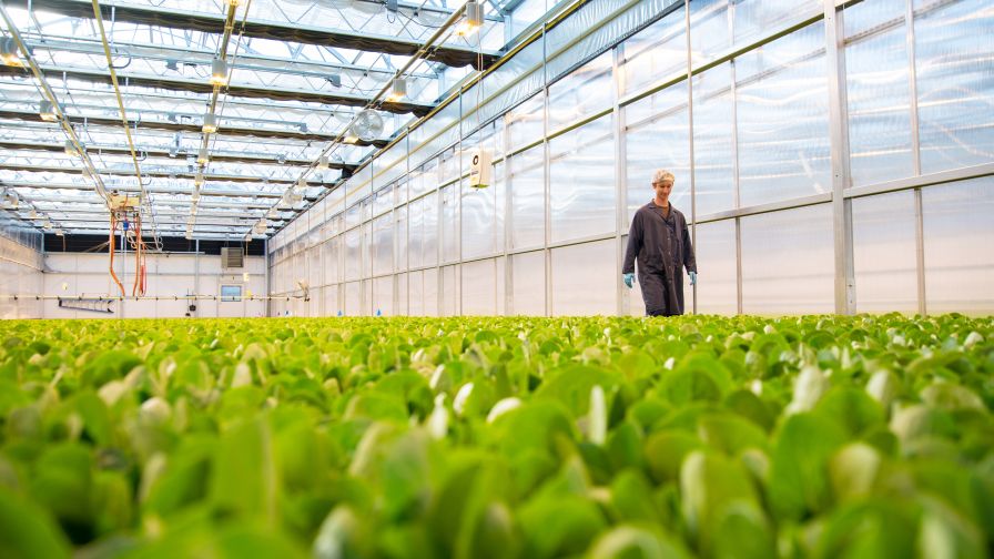 Local Bounti Facility Greenhouse