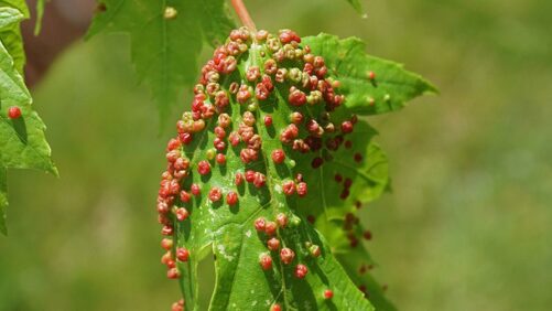 Watch for Signs of Eriophyid Mites in Your Greenhouse