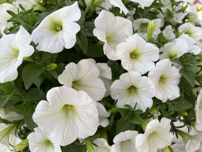Industry's Choice Award and Editor's Choice Award Finalist: Petunia Smartunia Series (Dümmen Orange)
