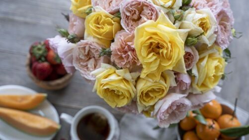 Star Roses and Plants Launches New Rose Brand Marked by Fragrance, High Petal Count