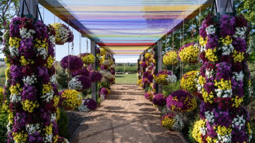 How Plant Breeders Are Focusing Research Efforts to Eliminate White Rust in Mums