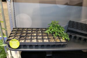 T50XD Extra Deep Plug Tray (Landmark Plastic)