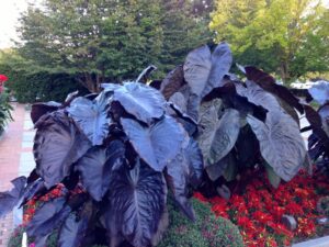 Taro 'Diamond Head', with peppers 2013
