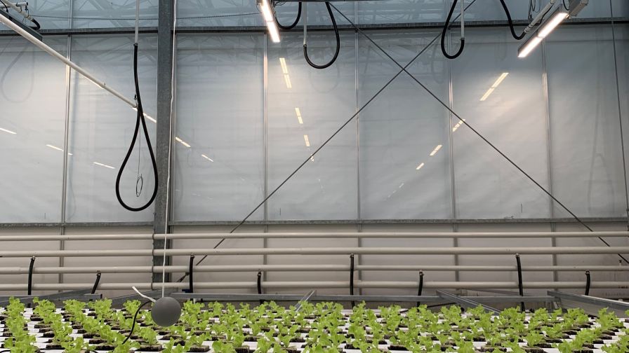 Third Autonomous Greenhouse Challenge team Koala