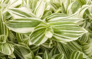 2022 Editor’s Choice Award Winner: Tradescantia ‘Pistachio White’, Green Fuse Botanicals