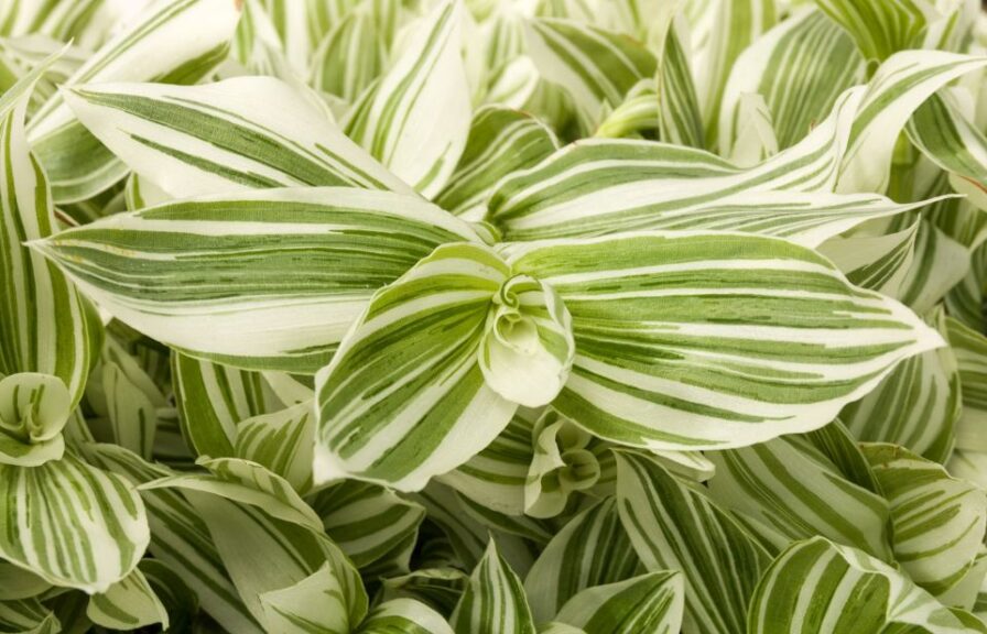 2022 Editor’s Choice Award Winner: Tradescantia ‘Pistachio White’, Green Fuse Botanicals