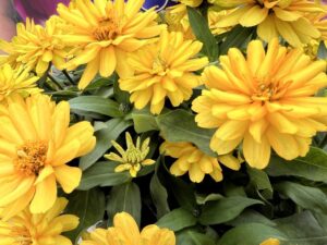 2022 Readers’ Choice Award Winner: Zydeco Interspecific Zinnias, Syngenta FlowersZinnia Zydeco Series (Syngenta Flowers)