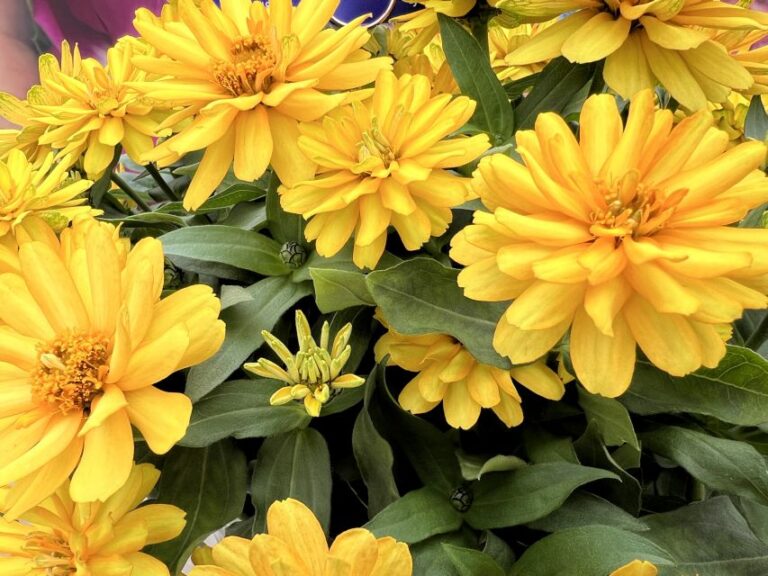 2022 Readers’ Choice Award Winner: Zydeco Interspecific Zinnias, Syngenta FlowersZinnia Zydeco Series (Syngenta Flowers)