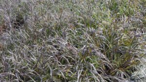 Ornamental Grasses Can Resolve Garden Challenges for Fall