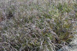 Andropogon 'Blackhawk' at The Perennial Farm