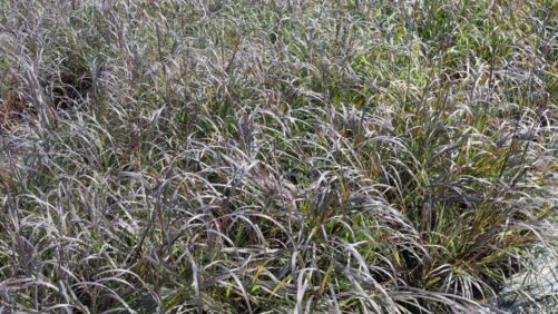 Ornamental Grasses Can Resolve Garden Challenges for Fall
