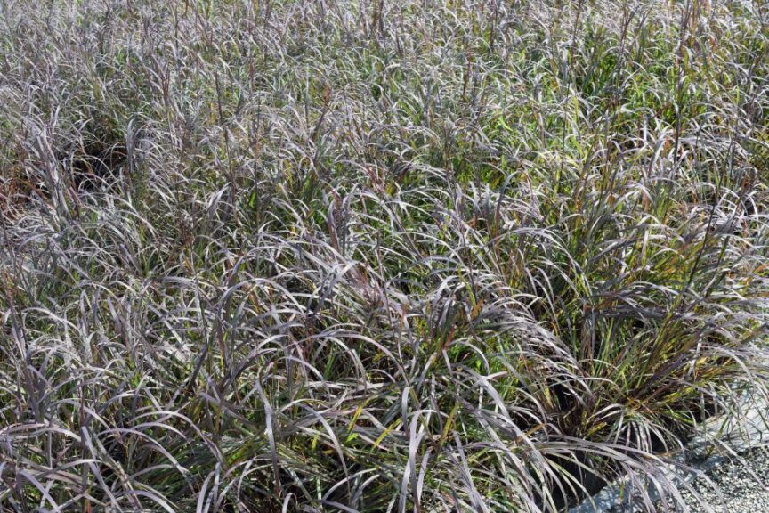 Andropogon 'Blackhawk' at The Perennial Farm