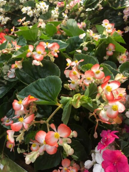 Begonia 'Hula Bicolor Red White' (PanAmerican Seed)