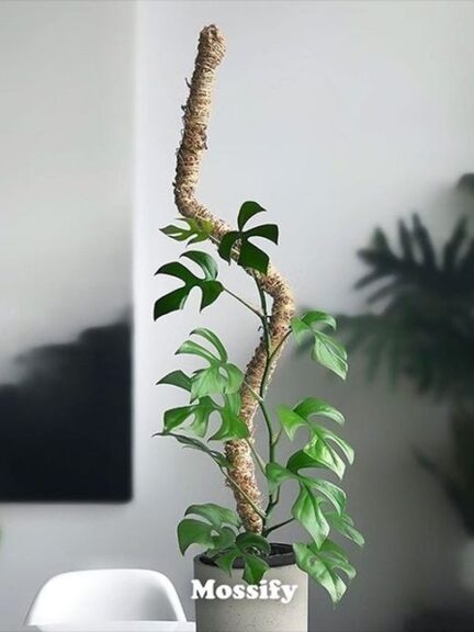 Bendable Plant Poles, Trellis, and Mistr (Mossify)