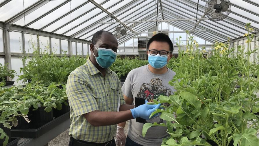 Bowery Farming Spinach University of Arkansas