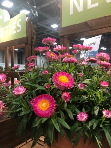 Bracteantha 'Granvia Pink' (Suntory Flowers)