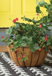 Bushel and Berry Scarlet Belle Strawberry (Sester Farms)