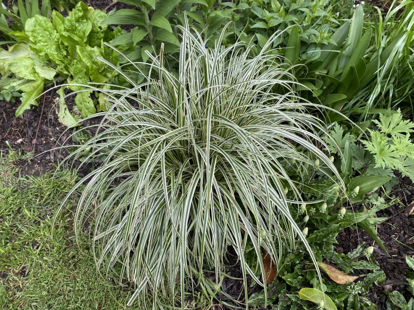Carex Feather Falls, AMA, Apr 16, 2021 Emerald Coast Growers