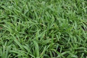 Carex plantaginea at The Perennial Farm