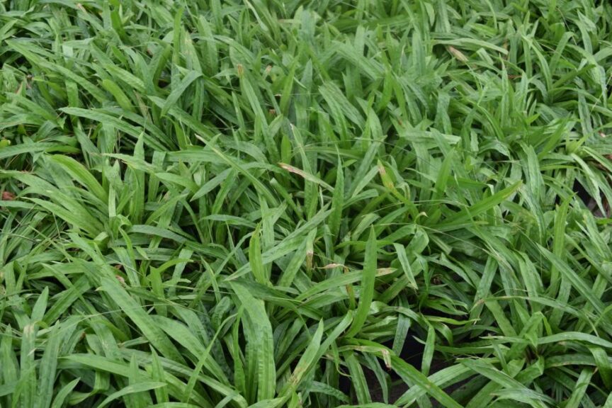 Carex plantaginea at The Perennial Farm