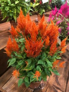 Celosia 'Flamma Orange' (Sakata Ornamentals)