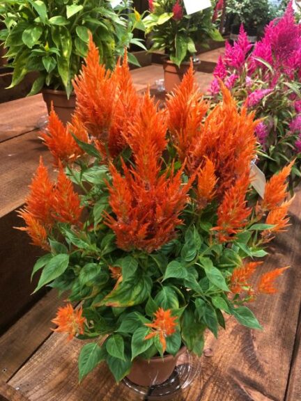 Celosia 'Flamma Orange' (Sakata Ornamentals)