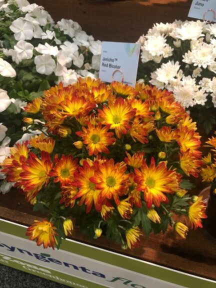 Chrysanthemum 'Jericho Red Bicolor' (Syngenta Flowers)