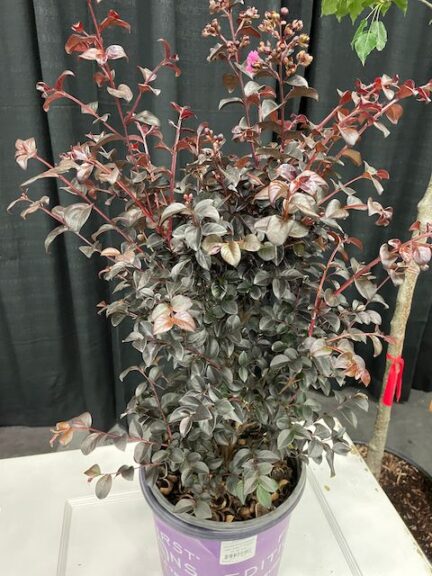 Crapemyrtle ‘Shadow Magic’ (Bailey Nurseries)