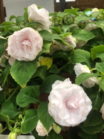 Double Impatiens 'Glimmer White' (Ball FloraPlant)