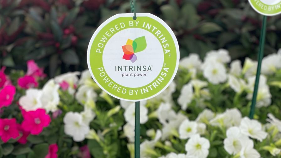 2022 Technology of the Year Winner: Intrinsa Breeding Technology, Dümmen Orange