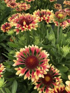 Gaillardia 'Fanfare Showtime' (Walla Walla Nursery Co.)
