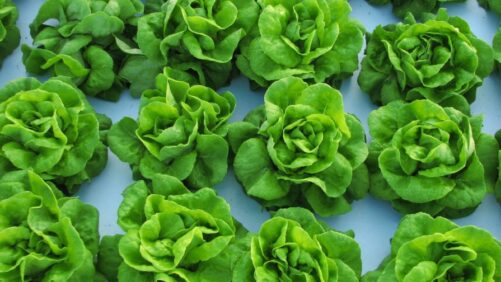 A Refresher on the Basics of Greenhouse Lettuce Production